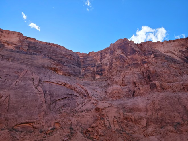 Howling wolf in rock formation