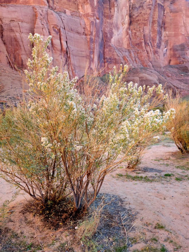 Desert shrub