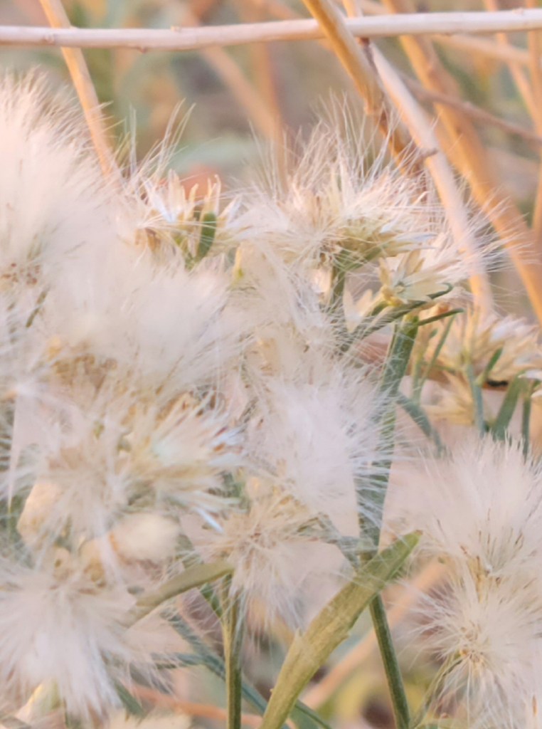 Closeup of desertbroom (?) seeds