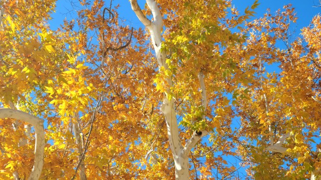 Yellow and orange autumn leaves on a white-barked Arizona Sycamore Tree