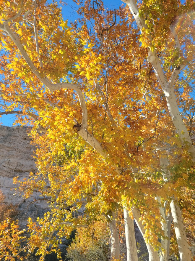 Yellow and orange autumn leaves on a white-barked Arizona Sycamore Tree