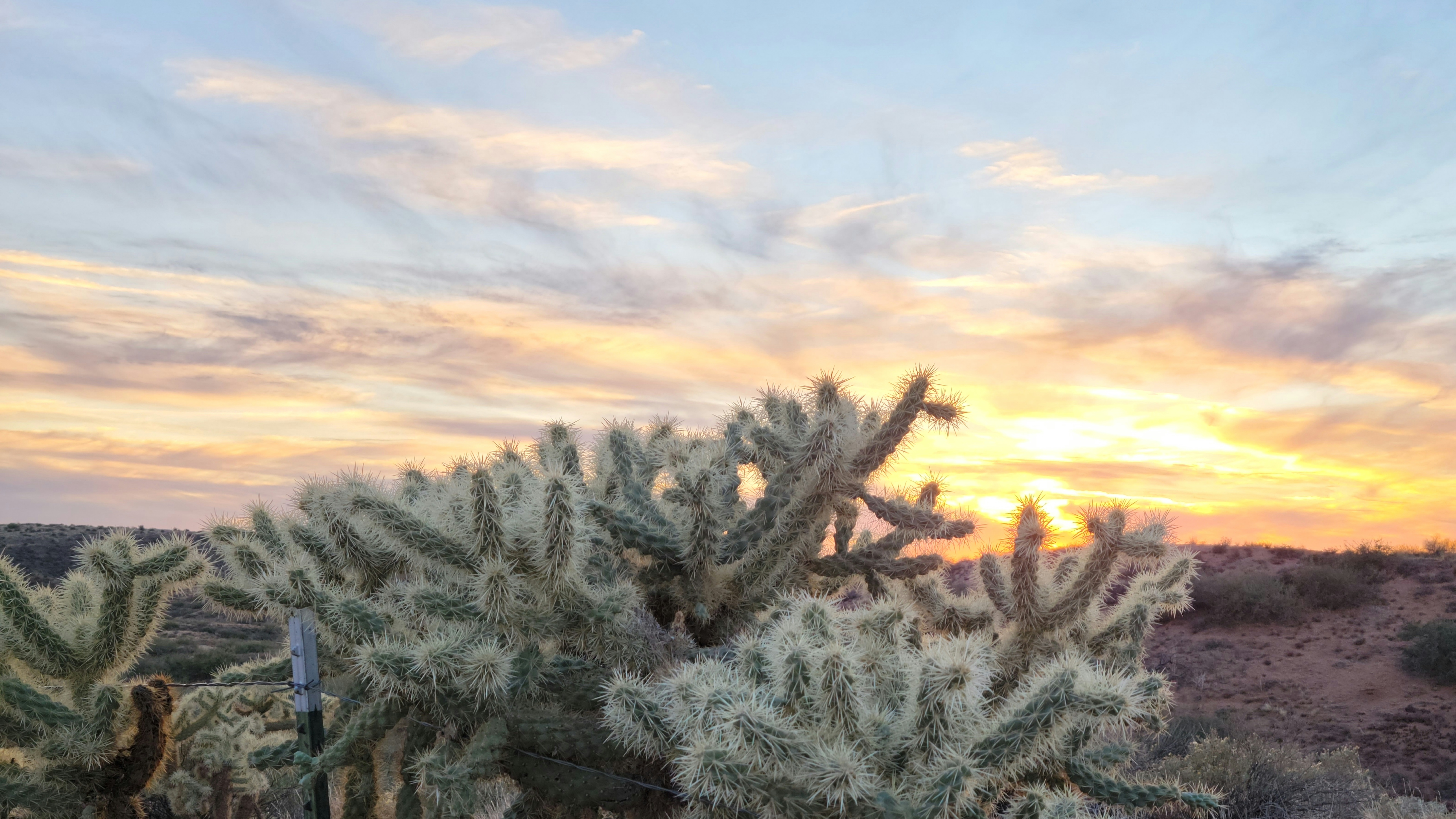 Closeup of jumping cholla cactus with sun setting in background