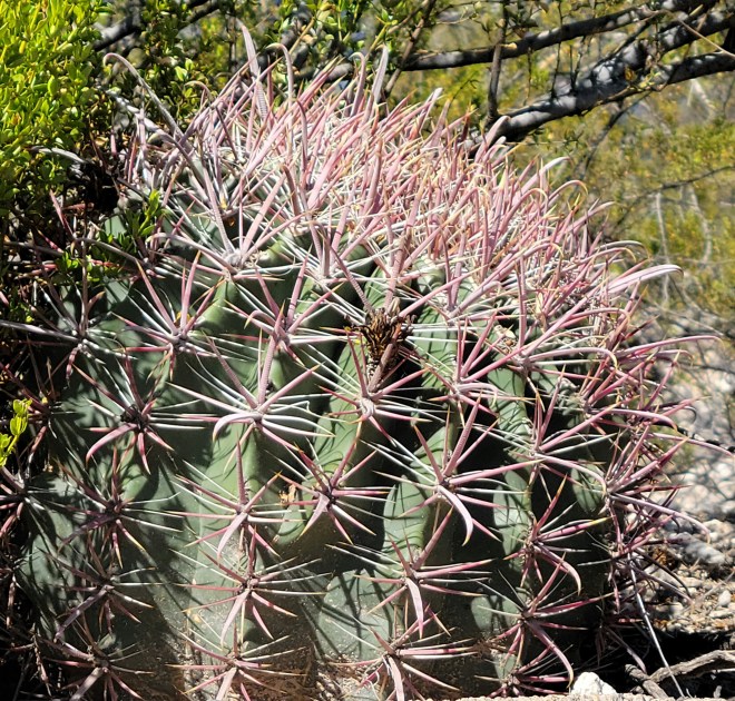 Closeup of Small Barrel Cactus with Red Spines