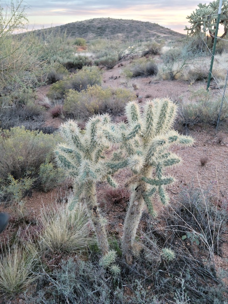 Jumping Cholla Cactus Plant