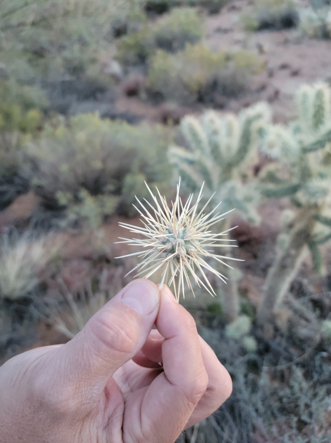 Hand carefully holding a piece of jumping cactus