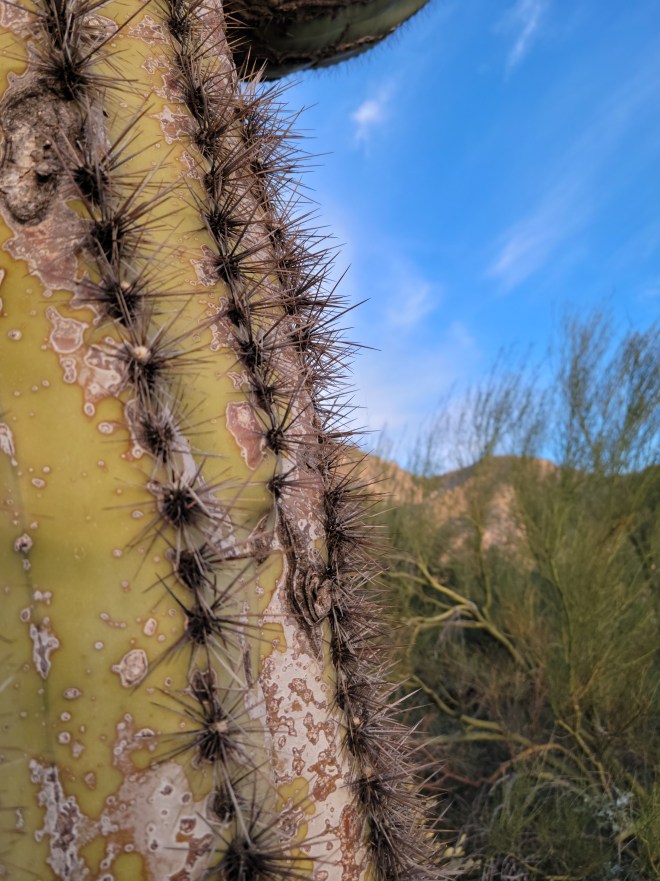 Closeup of Saguaro Spines