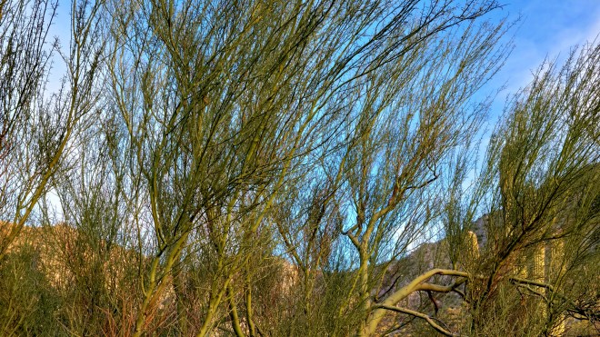 Palo Verde branches against a blue Arizona sky