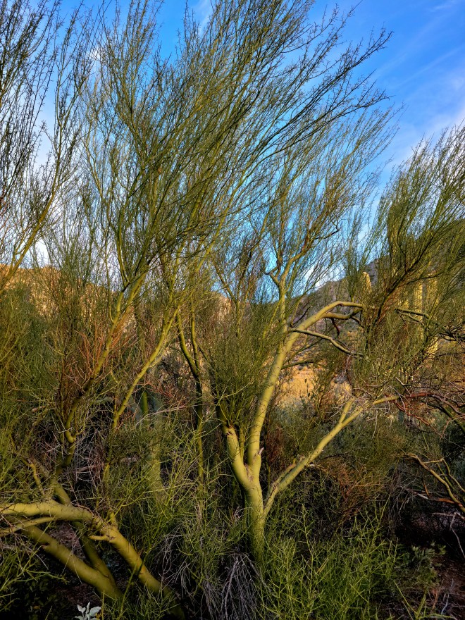 Palo Verde tree in the desert of Arizona