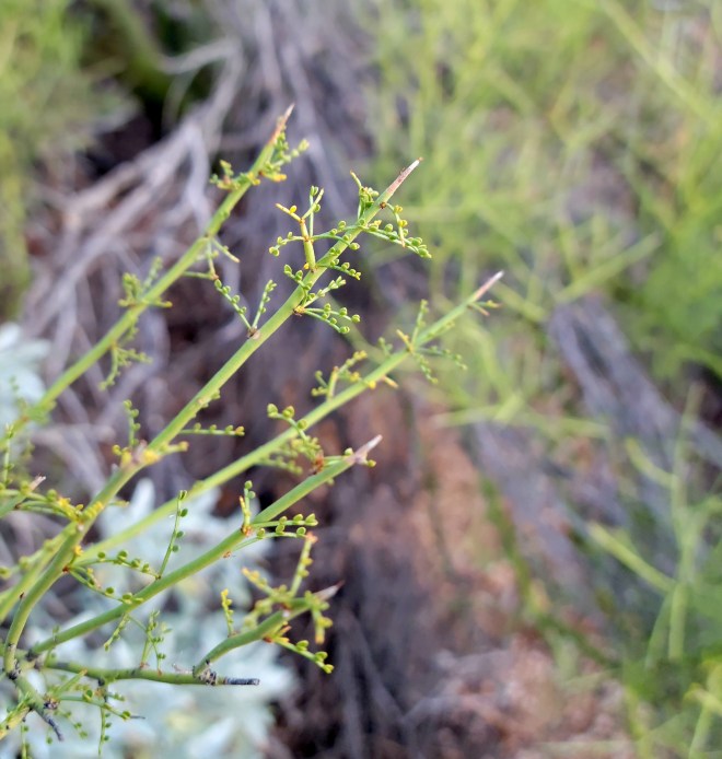 Closeup of palo verde twigs without leaves