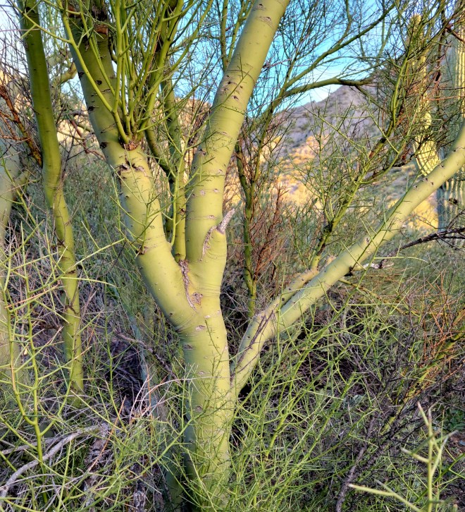 Green trunk and branches of palo verde tree