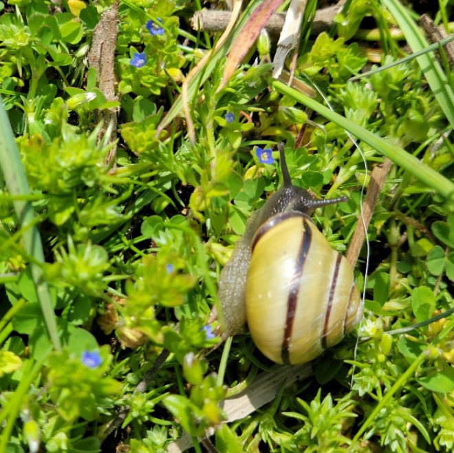 Snail Gliding through Speedwell