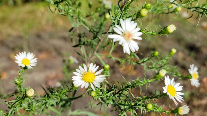 White aster blooms
