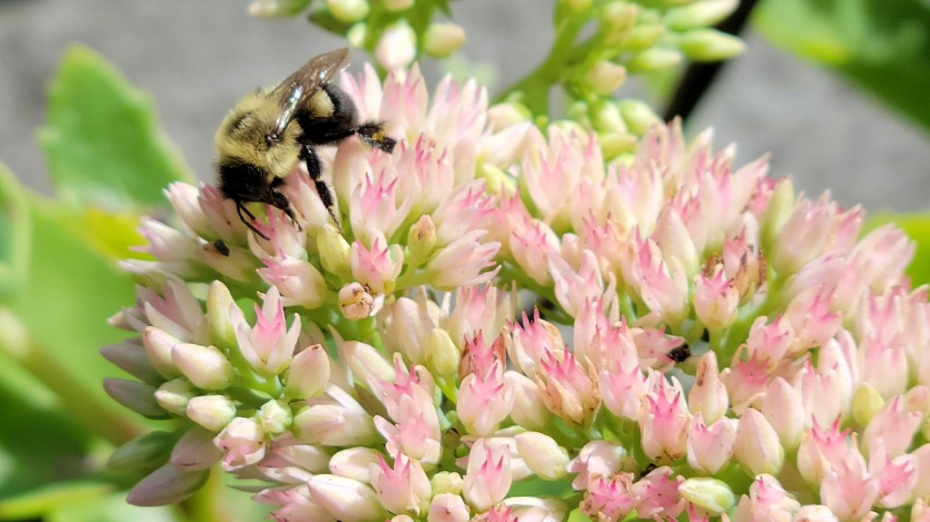 Bumblebee feeding from a pink flower