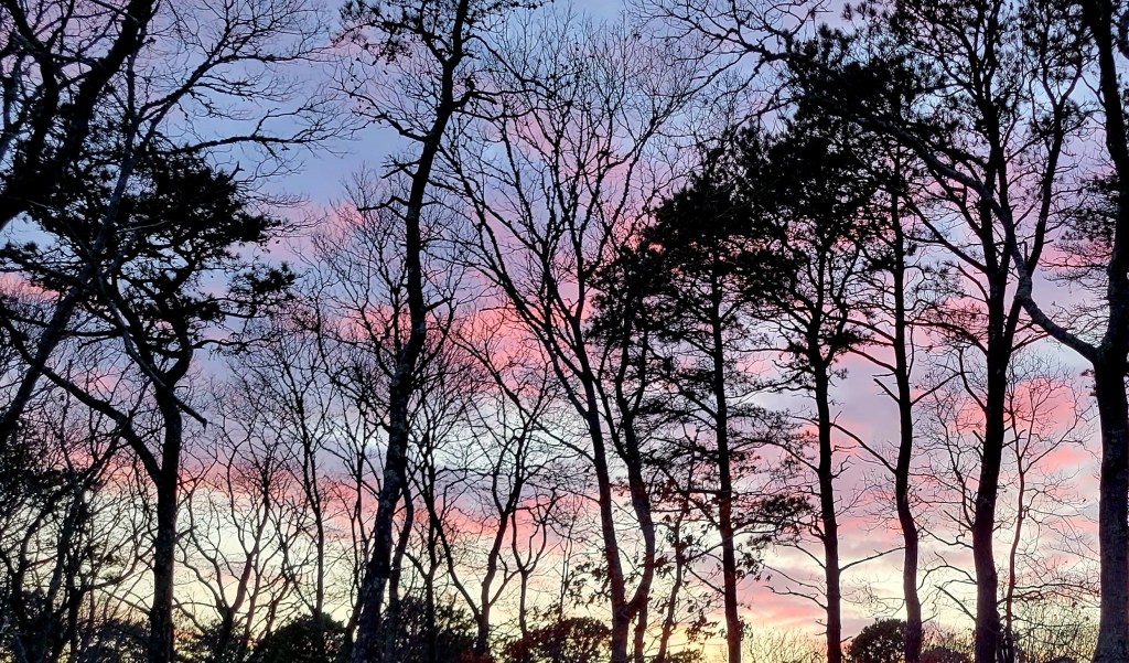 Pink sunset through leafless trees