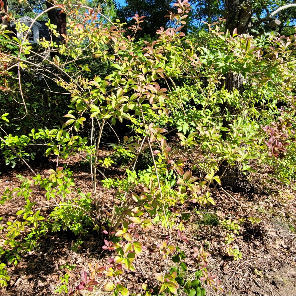 Fall Forsythia after pruning dead stalks