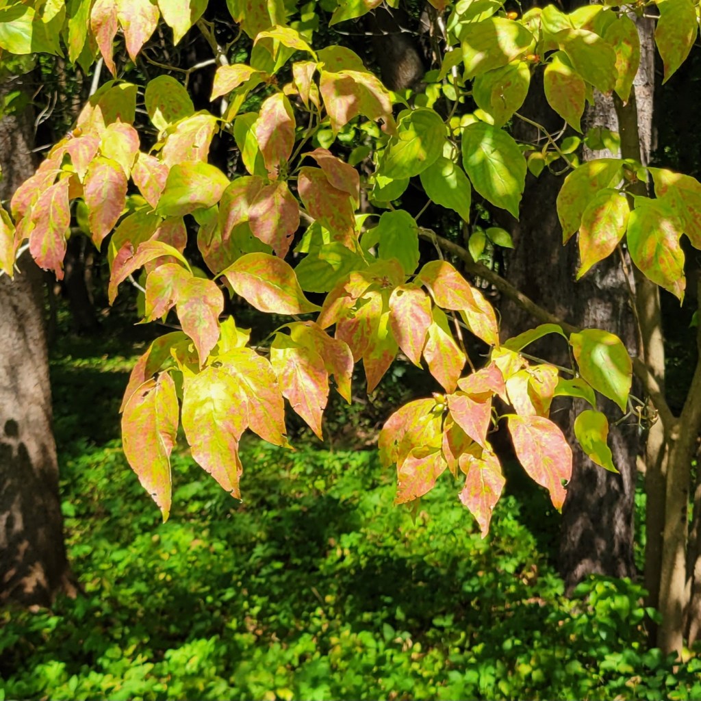 Fall leaves on a tree