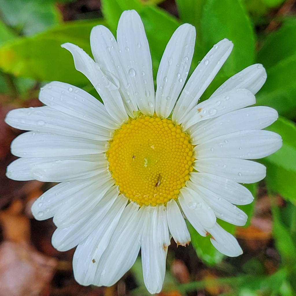 Close up picture of daisy