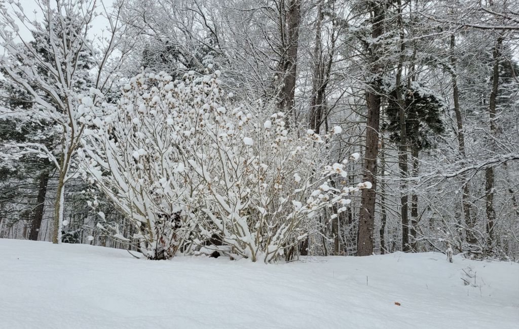 Rose of Sharon coated in thick snow