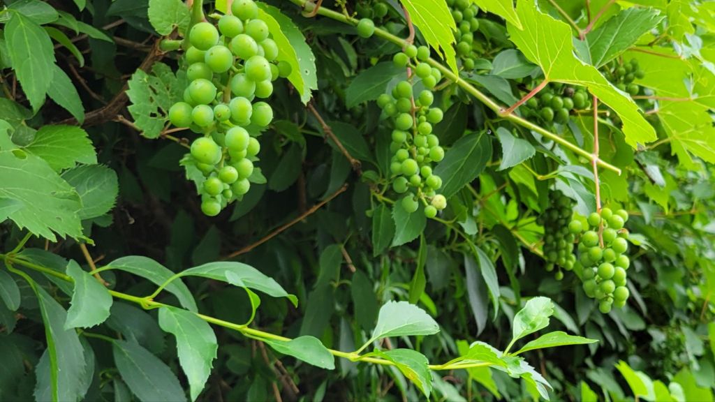 Clusters of green grapes on a wild vine