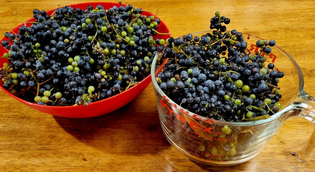 Freshly harvested wild grape clusters