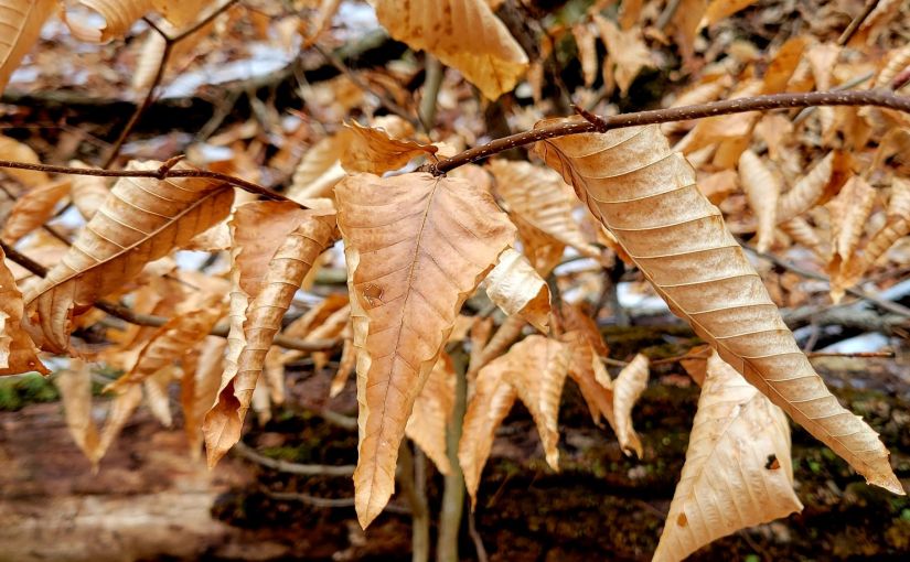 My Winter Forest&nbsp;Discovery