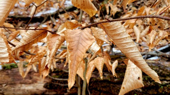 Closeup of golden beech leaves on a branch in winter