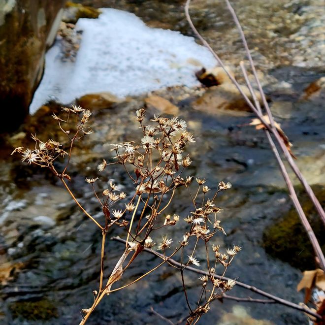 Dried aster seed heads with a stream running in the background