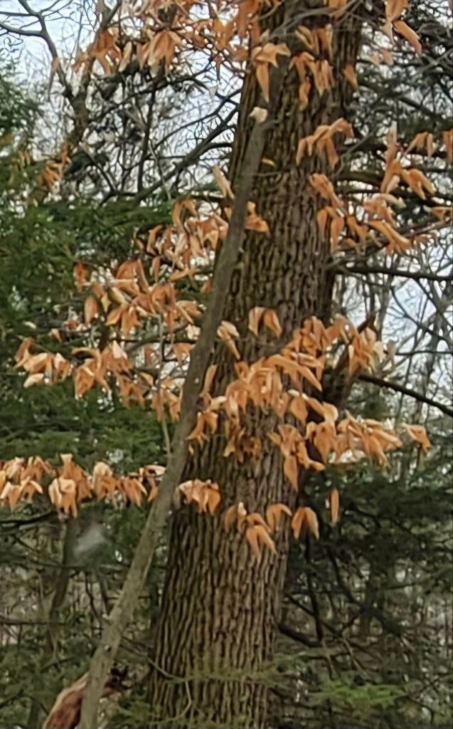 Beech tree in the winter forest