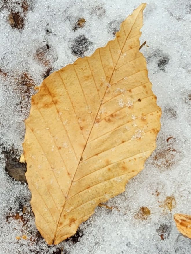 Golden beech leaf lying on snowy ground