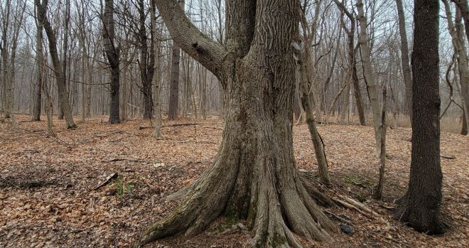 Small tree with golden leaves hiding in the woods