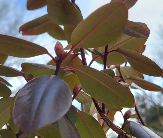 Green underside of rhododendron leaves against a cloudy sky