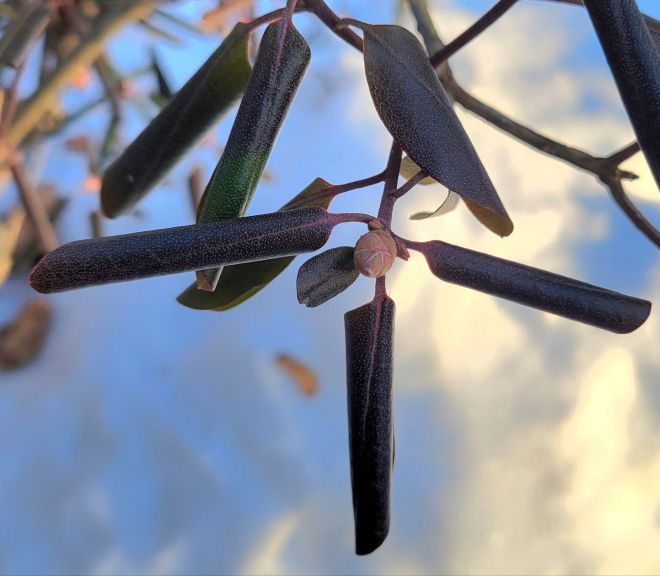 Rhododendron leaves curled up and brown against a backdrop of snow